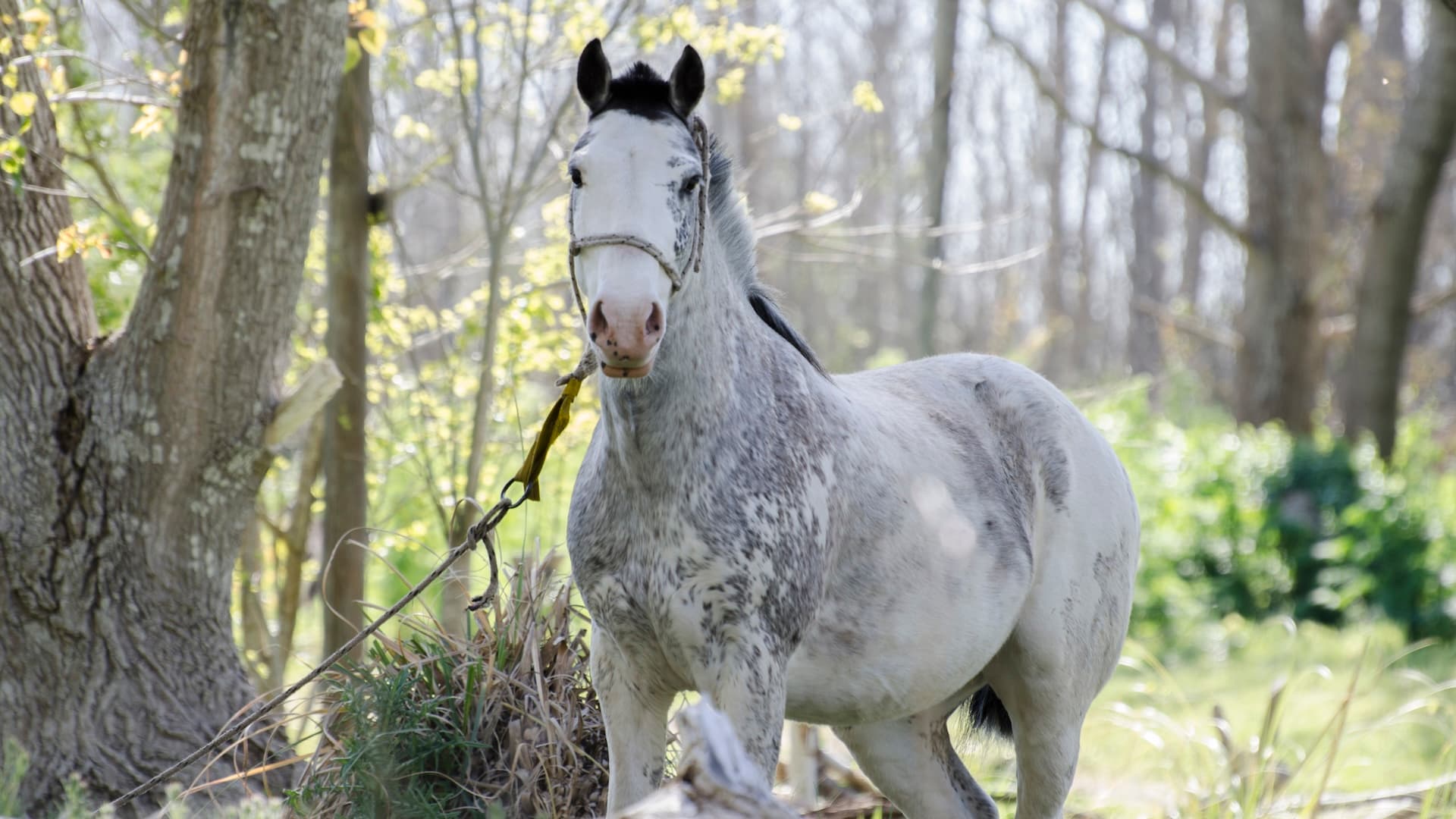 Ubicación Costa del Este